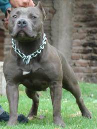 pitbull blue